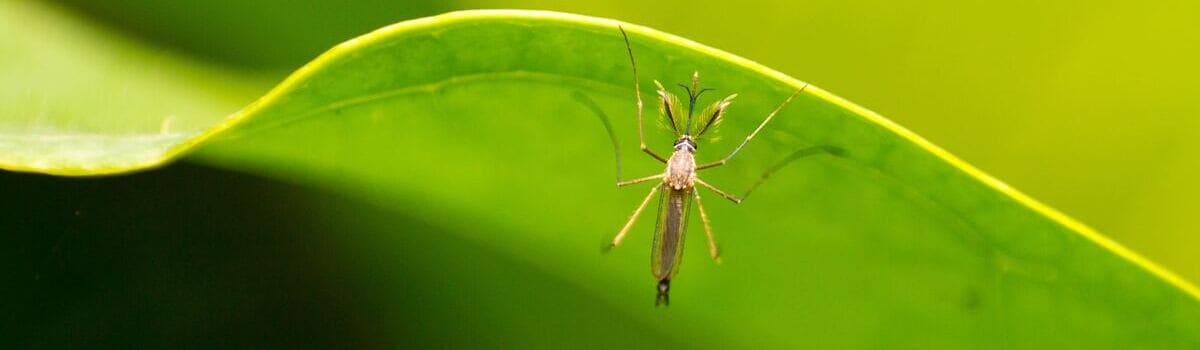 Mücken in der Regenzeit in Thailand